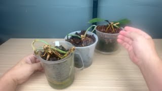 картинка: не выкидывайте пни от орхидей   это тоже будующие новые орхидеи