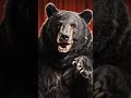 Na, ugye hogy mindjárt van értelme elmenni szavazni! 🗳️ #comedy #medve #magyarhumor 🌦️🌲🍎🐻