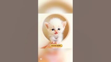 White Fluffy Cat 😱 Singing apt apt Song lyrics | #apt #cat #catsinging #viralshorts