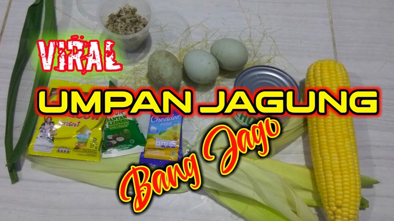 RESEP UMPAN JAGUNG #juara lomba ikan mas #DUNIAMANCING #UMPANIKANMAS