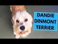 Dandie Dinmont Terrier - TOP 10 Interesting Facts の動画、YouTube動画。