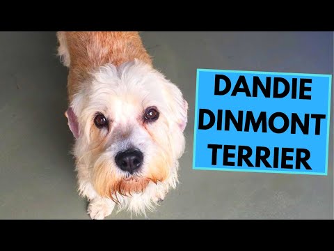 Vídeo: Dandie Dinmont Terrier Raça De Gos Hipoal·lergènic, De Salut I De Vida