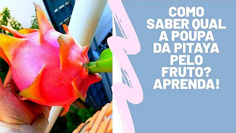 Como saber se a pitaya e rosa?