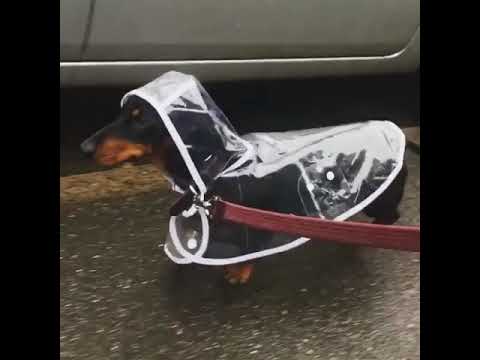 dog raincoat and wellies