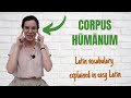 Latin vocabulary for beginners  corpus humanum