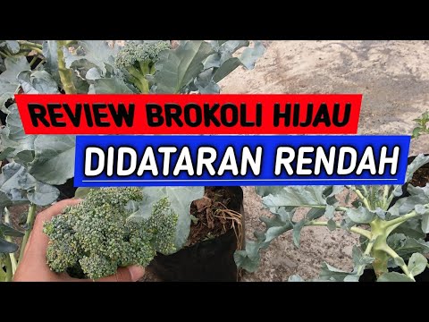 Video: Menanam Brokoli Rabe: Menanam Brokoli Rabe Di Taman