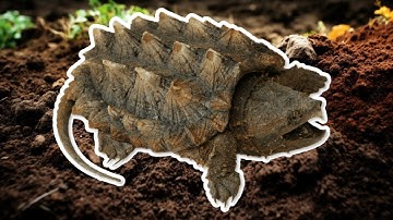 Rùa cá sấu - loài rùa sở hữu ngoại hình và cú đợp kinh hãi