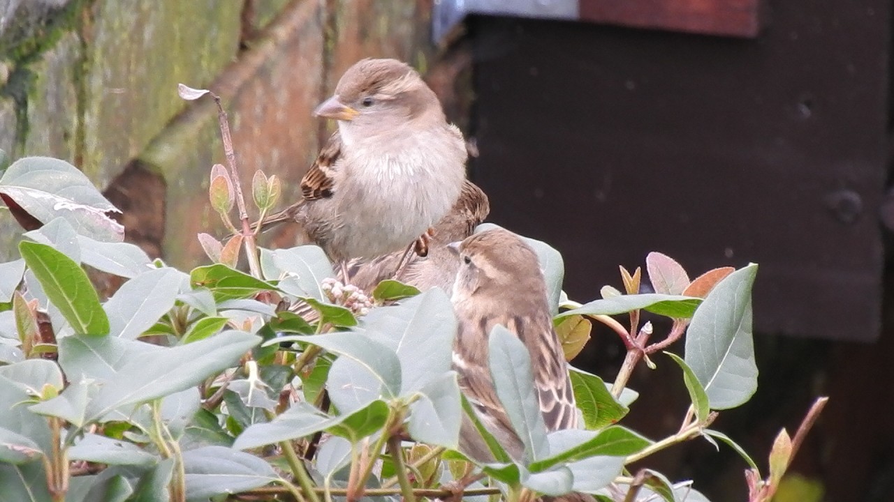 Sparrows & Blackbirds. Feed the birds UK 21 02 26