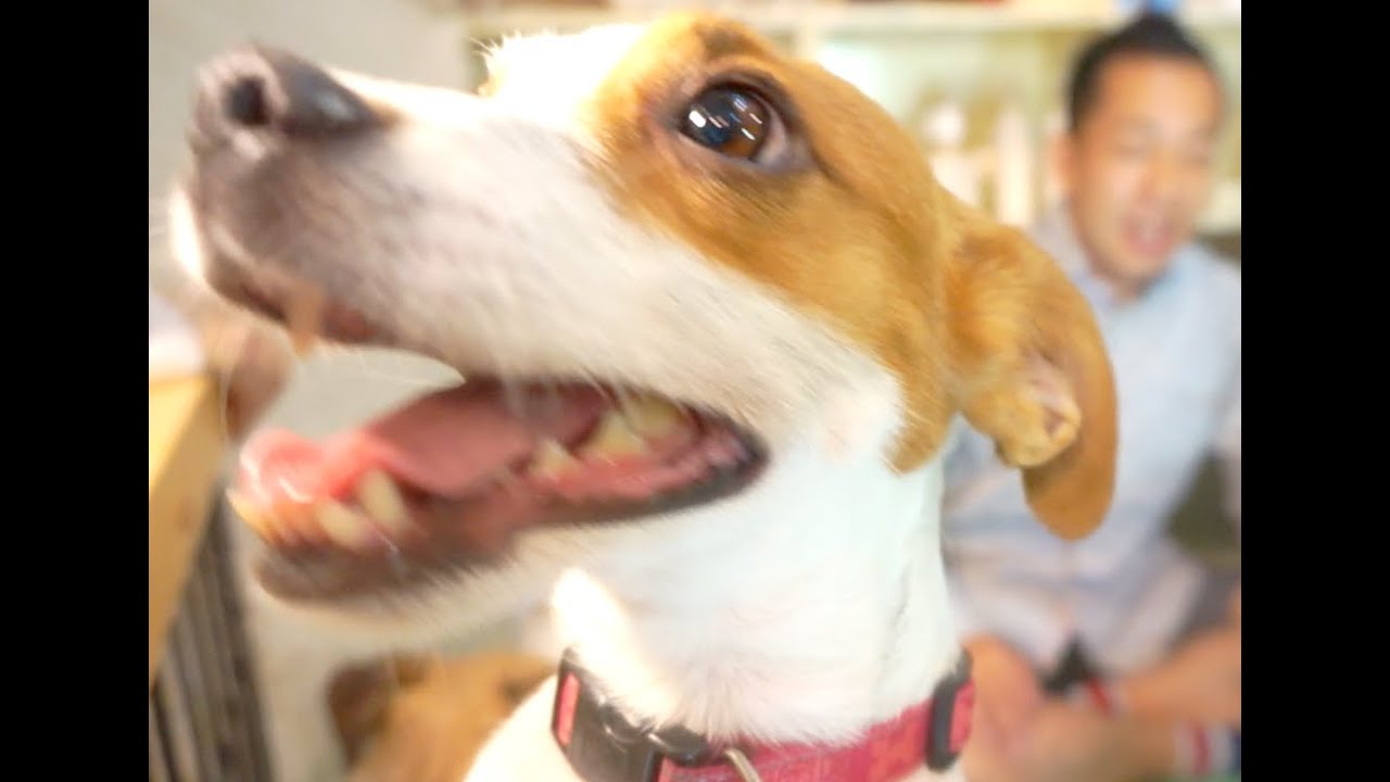 実は違う名前 ジャックラッセルテリアsp Youtube
