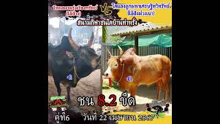 วิเคราะห์วัวชน โหนดงามรุ่งเรืองทรัพย์ (ไอ้ช้าง) vs แดงลูกมหาเศรษฐีทวีทรัพย์ (ไอ้สิงม่วงเบา) วันที่22