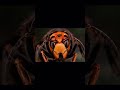 #eotw #eyesoftheworld #animals #animals #trending