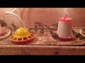 فراخ الحجل