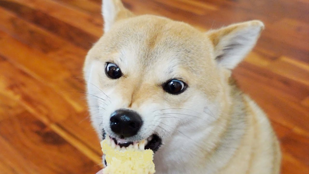 Do doggies love Yogurt Bread? Homemade Pet Food YouTube
