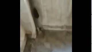 Rat Is Green