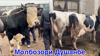 Молбозори Душанбе нархи Анику Дакик, Бука Гови Ширте,  21 января 2026 г.