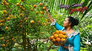 Honey-sweet Oranges with bit of tanginess made my Chocolate cake more flavourful! | Traditional Me