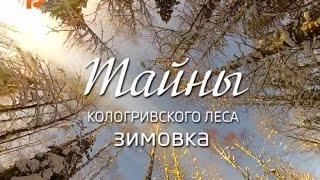 видео: Тайны Кологривского леса, зимовка часть 1 картинка: Тайны Кологривского леса, зимовка часть 1