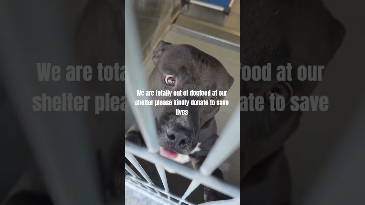 Трехлетний питбуль шоколадно-белого окраса, один в 