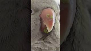 Green beans are DELICIOUS 😋  #quakerparrot #beakingnews #nonstoptalkingparrot #BEAKGRIND #parrot