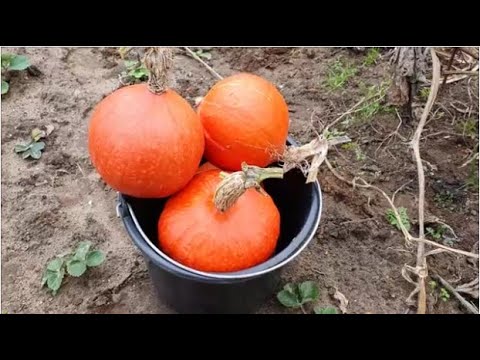 Video: Geheimen Van Het Oogsten Van Pompoen