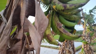 Download Lagu Pisang Tanduk Super Jumbo MP3