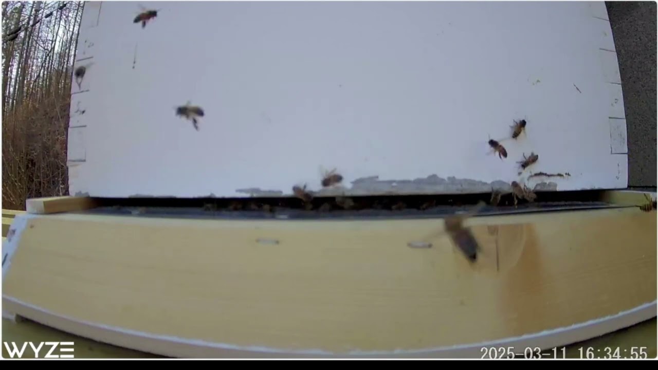 Hive Maintenance and Angry Girls 