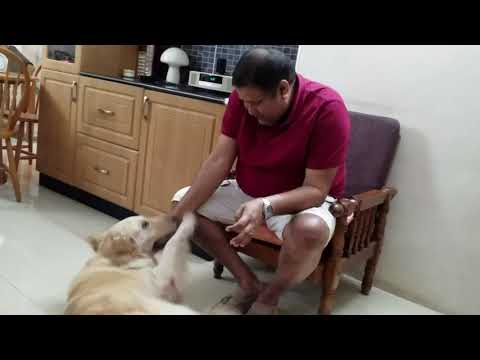 Goldie - Homecoming for my Golden Retriever