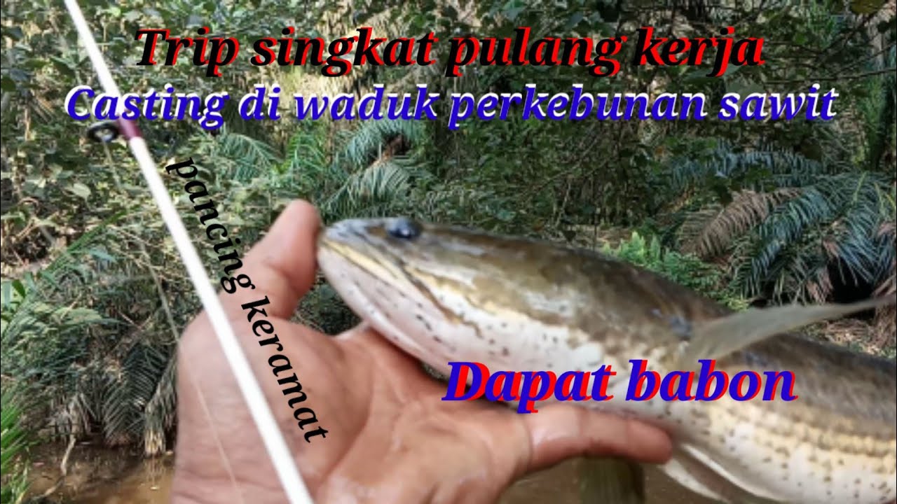 Casting di waduk bekas penyiraman bibit sawit