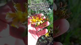 Plantas nativas medicinales de las sierras de Cordoba | CABOTORIL | Medicina ancestral