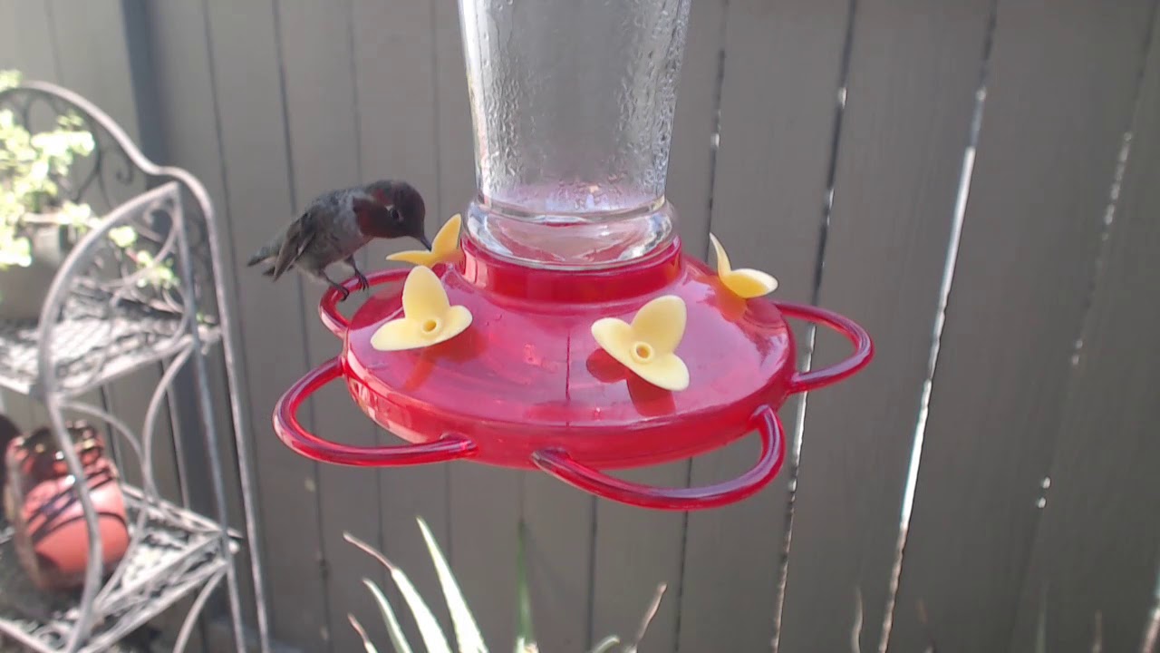 video phone beyonce mp3 Bella Hummingbird Nest Cam 08-22-2018 12:18:36 - 13:18:36