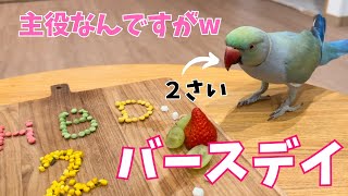 【祝】めんめん2歳誕生日の主役を置き去りにするインコたち【ワカケホンセイインコ・ウロコインコ・セキセイインコ・オオダルマインコ】