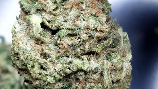 🍌🥤⛽Banana Soda!!⛽🍌🥤#surterra #asmr #exotic #strainreview #zaza #flower #weed #florida #cannabis