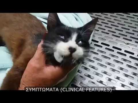 Βίντεο: Δηλητηρίαση με φωσφορικό ψευδάργυρο σε γάτες