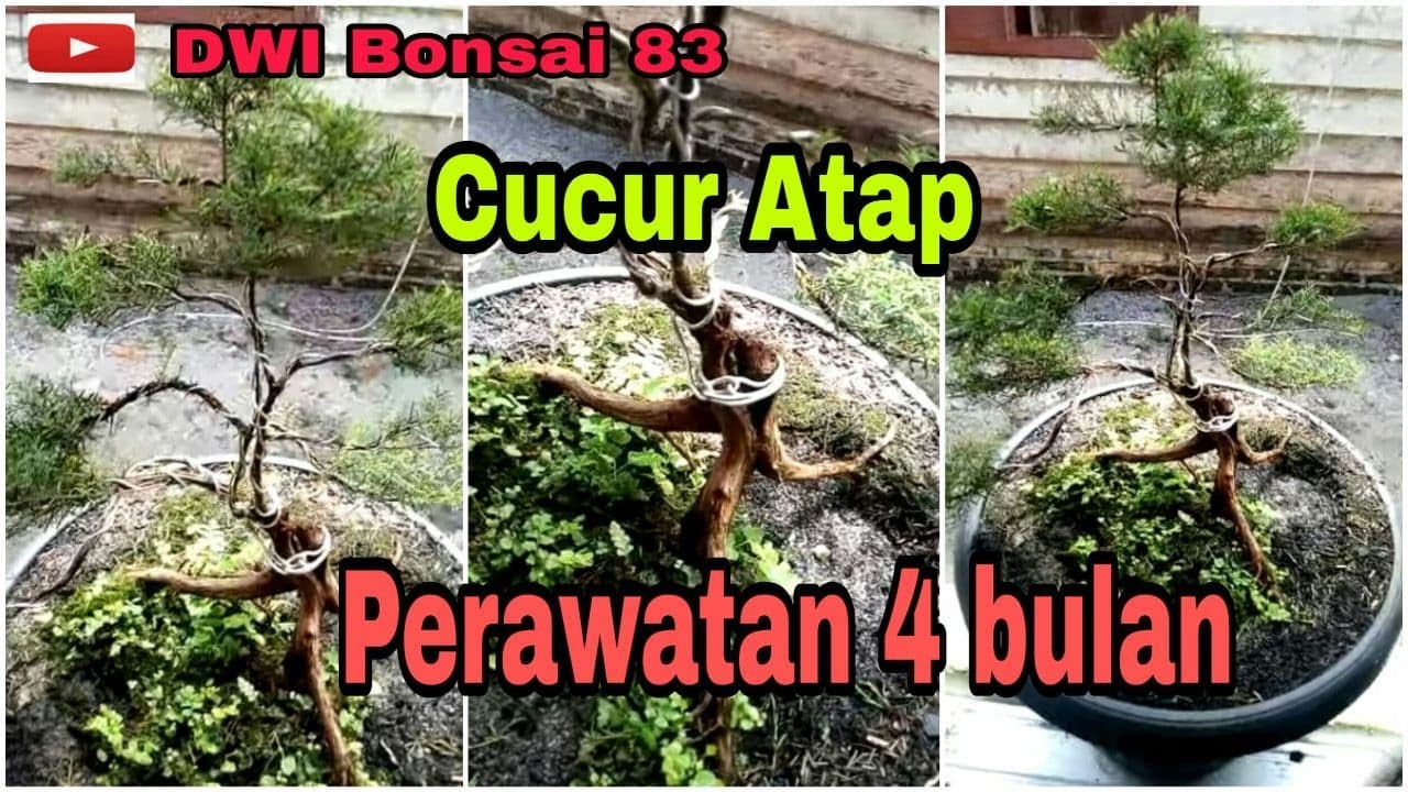 Bonsai Cucur Atap Perawatan 4 Bulan Jgn Lupa Subscribe Like And Comment Youtube