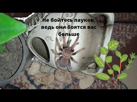 Почему не стоит боятся пауков?