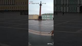 Дворцовая площадь в Санкт-Петербурге. Мужик едет верхом на тигре