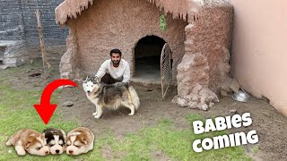 Download Lagu Fiona Hmari Agai New Ghr Main😍 Ab Ane Waly Hain New Puppies ❤️ MP3