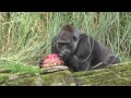 ZSL London Zoo's oldest female gorilla Zaire REALLY enjoys her 40th birthday cake