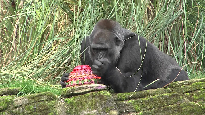 ZSL London Zoo's oldest female gorilla Zaire REALLY enjoys her 40th birthday cake