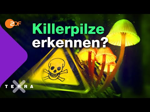 Video: Was Sie über gefährliche Pilze wissen müssen