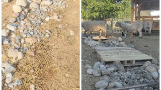 Reclaiming Pixie Creek: A 3-Day Homestead Transformation (Authentic Footage)