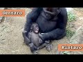 ('19)一緒に遊び始めた兄弟ゴリラ  1⭐️Gorilla【京都市動物園】Gentaro and Kintaro started playing together  1