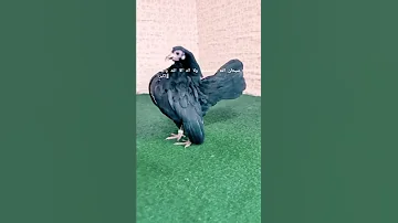 سبحان الله العظيم هذا خلق الله سبحانه وتعالى حالات واتساب دينية مخلوقات عجائب 