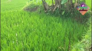 keroncong lingso tresno