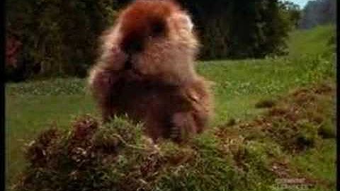 caddyshack gopher