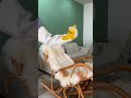 🐱噛まれて流血…そんな猫飼いさんに救いの手🧤✨ #猫用品 #ペットケア🇯🇵本文
