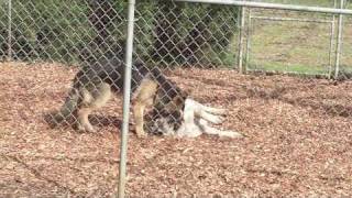 are cedar shavings ok for puppies