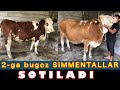 Tozza bugoz  SIMMENTALLAR 🐄 sotiladi💵