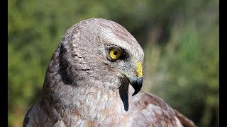 Falconry: Hunting with Harriers