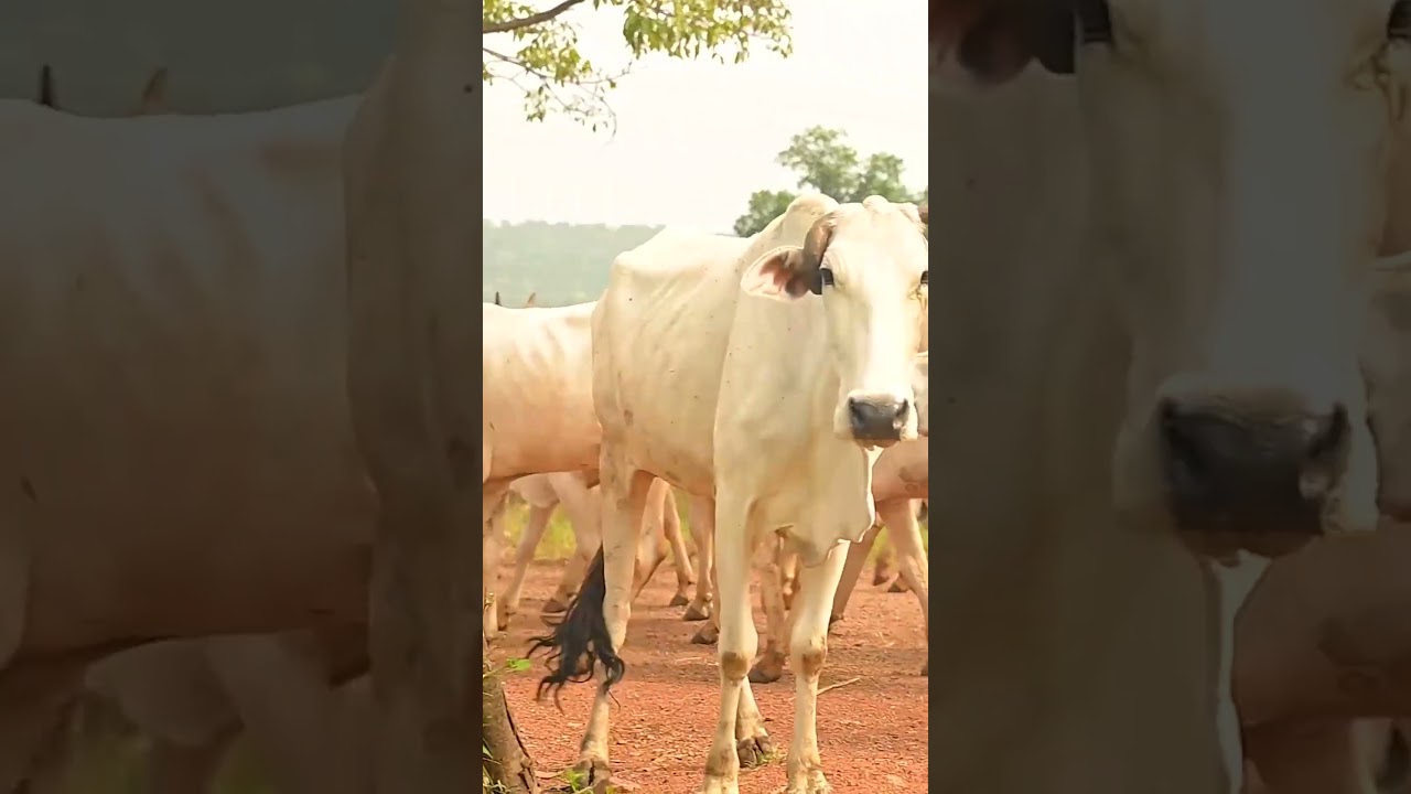 Village Shoot Making Scenes 